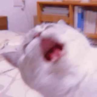 🧁 kot, ziewanie, zwierzę, kot domowy, zwierzę domowe, ssak telegram sticker