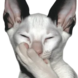 🐱 gatto, animale, orientale a pelo corto, carino, animale domestico, bianco, meme telegram sticker