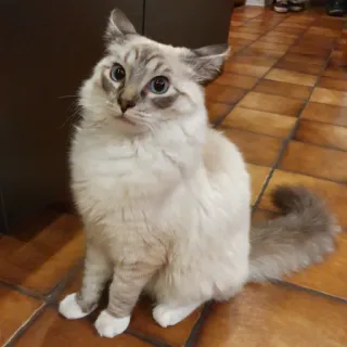 🙀 cat, pet, animal, domestic animal, mammal, cute, feline telegram sticker
