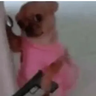 😀 dog, gun, violence, meme, animal whatsapp sticker