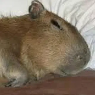 😴 Wasserschwein, Nagetier, Tier, süß, Säugetier whatsapp sticker