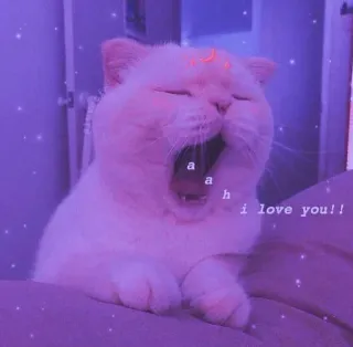 💈 aah i love you!! Katze, Gähnen, süß, Haustier, Sterne, Liebe telegram sticker