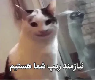 💔 نیازمند ریپ شما هستیم cat, meme, popcat telegram sticker
