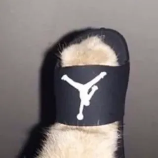 🍑 cat, animal, hat, pet, kitten, cute, funny, air jordan logo telegram sticker