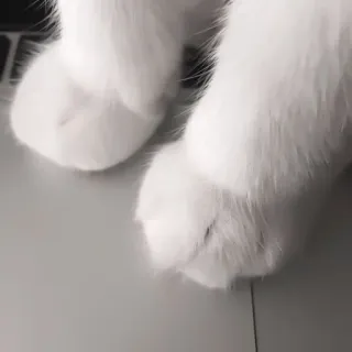 🐾 patas de gato, blanco, animal, animal doméstico, teclado telegram sticker