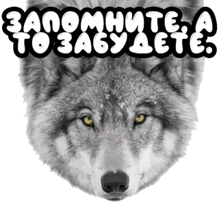 Волки @stickernayaa telegram stickers