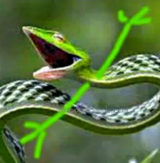 😆 schlange, tier, grün, reptil whatsapp sticker