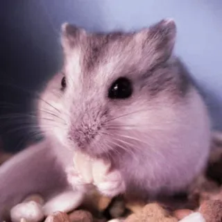 🤏 hamster, rodent, pet, cute, animal, small telegram sticker