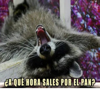 😏 ¿A QUÉ HORA SALES POR EL PAN? rakun, roti, hewan, lucu, meme whatsapp sticker