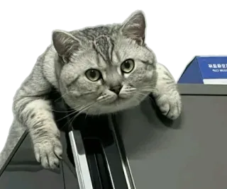 😻 kot, zwierzę, zwierzę domowe, słodki, domowy, koci, ssak telegram sticker