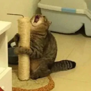 😱 猫, 爪とぎ, ペット, 動物, 飼い猫, ネコ科, トラ猫 telegram sticker