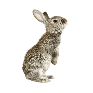 🐇 กระต่าย, สัตว์, น่ารัก, กระต่ายน้อย, สัตว์ป่า telegram sticker