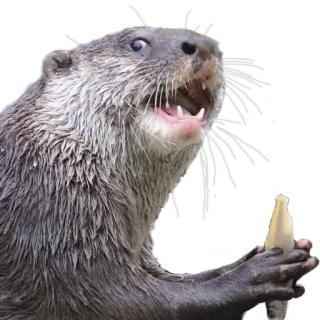 😦 выдра, животное, млекопитающее, дикая природа, милый, рыба telegram sticker