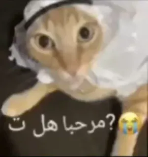 😳 مرحبا هل ت؟ chat, animal, mème, drôle, arabe, vêtement traditionnel telegram sticker