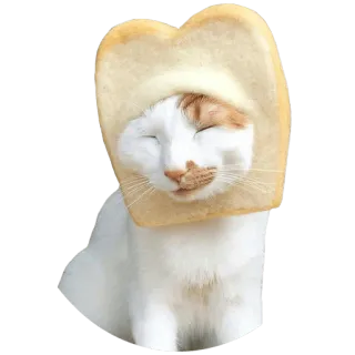 🍞 cat, bread, animal, funny, cute, pet telegram sticker