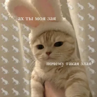 🐰 ах ты моя зая
почему такая злая? 猫, ウサギ, 可愛い, 動物, ペット telegram sticker