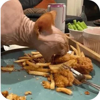 🍲 スフィンクス猫, 食べ物, フライドポテト, チキン, ペット, ユーモア, 猫 whatsapp sticker