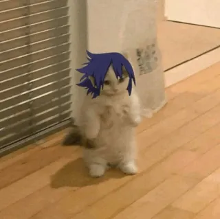 🐈 gato, gatinho, animal, fofo, Tamaki Amajiki, anime, meme, engraçado telegram sticker