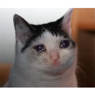 😭 kucing, menangis, sedih, meme telegram sticker