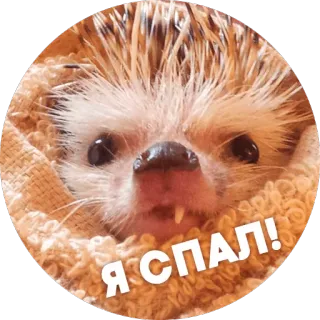 😴 Я СПАЛ! hérisson, animal, mignon, sommeil telegram sticker