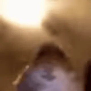 🐹