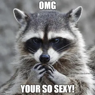 😉 OMG YOUR SO SEXY! mapache, meme, animal, gracioso, lindo, sexy whatsapp sticker