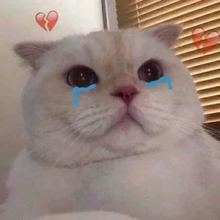 💔 gatto, piangere, triste, lacrime, cuore spezzato, crepacuore, animale, carino telegram sticker