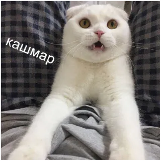 😱 кашмар cat, russian, scared, animal, meme telegram sticker