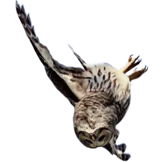 😱 owl, bird, wildlife, nature, animal, flying telegram sticker
