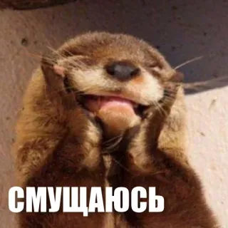 🙄 СМУЩАЮСЬ otter, cute, animal, meme, expression, funny telegram sticker