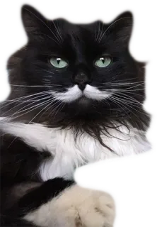 👑 cat, tuxedo cat, pet, animal, black and white, mustache telegram sticker
