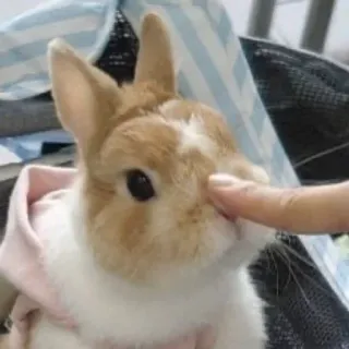 🌟 bunny, rabbit, pet, animal, cute, finger, domestic animal whatsapp sticker
