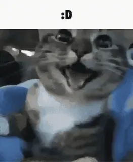 🌟 :D cat, funny, meme, animal, happy telegram sticker