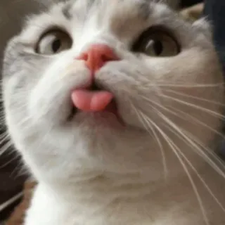 🐱 kucing, binatang, hewan peliharaan, lidah, lucu, gembira, anak kucing telegram sticker