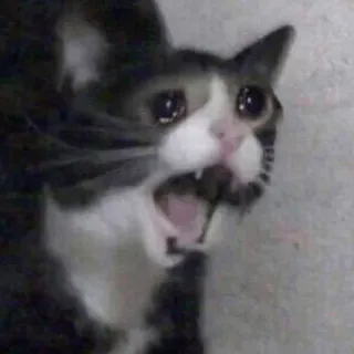 😢 chat, pleure, triste, mème, angoissé, animal telegram sticker