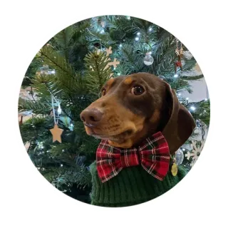 🤨 dog, christmas, pet, dachshund, tree, bow tie whatsapp sticker