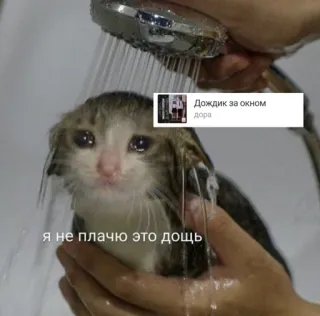 😭 Я не плачу это дождь cat, shower, sad, crying, rain, kitten telegram sticker