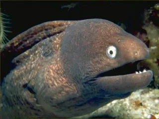 😧 Anguilla, Murena, Pesce, Creatura marina, Vita marina, Animale telegram sticker