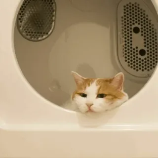 🐈‍⬛️ cat, dryer, orange cat, white cat, domestic cat, animal, pet telegram sticker