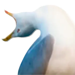 😂 anatra, animale, uccello acquatico, uccello, bianco, ritratto telegram sticker