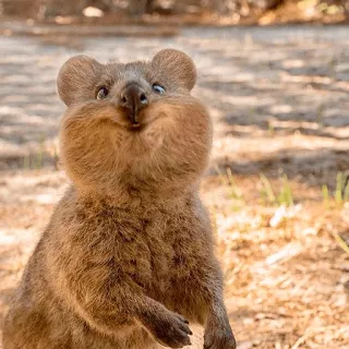 🙂 quokka, zwierzę, słodkie, torbacz, dzika przyroda, australia telegram sticker