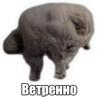 😳 Ветренно chat, venteux, météo, animal, mème, drôle telegram sticker