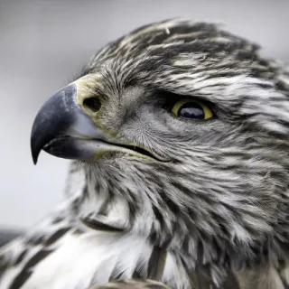 Animolz telegram stickers