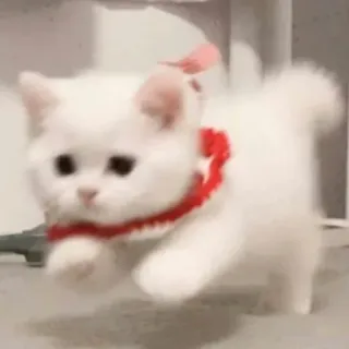 🐾 고양이, 새끼 고양이, 흰색, 동물, 애완 동물, 귀여운 telegram sticker