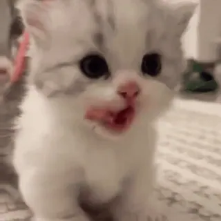 🥺 gatito, gato, lindo, animal, mascota, doméstico, adorable whatsapp sticker