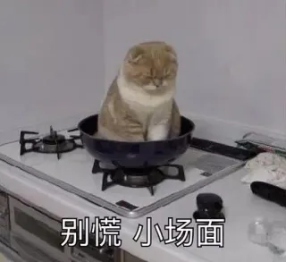 😑 别慌 小场面 gato, panela, fogão, relaxado, meme, calmo whatsapp sticker