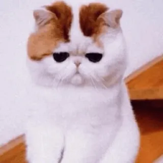 🤪 mèo, động vật, dễ thương, thú cưng, mèo con, mèo telegram sticker