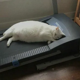 😮‍💨 gato, esteira, preguiçoso, animal de estimação, engraçado, animal telegram sticker