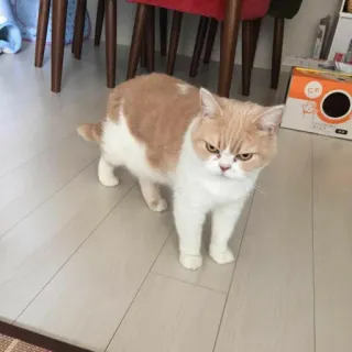 🤬 gatto, animale domestico, carino, animale da compagnia, felino, animale telegram sticker