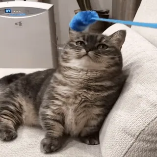 👹 gatto, gattino, animale domestico, animale, carino, gatto domestico, a strisce, giocoso telegram sticker